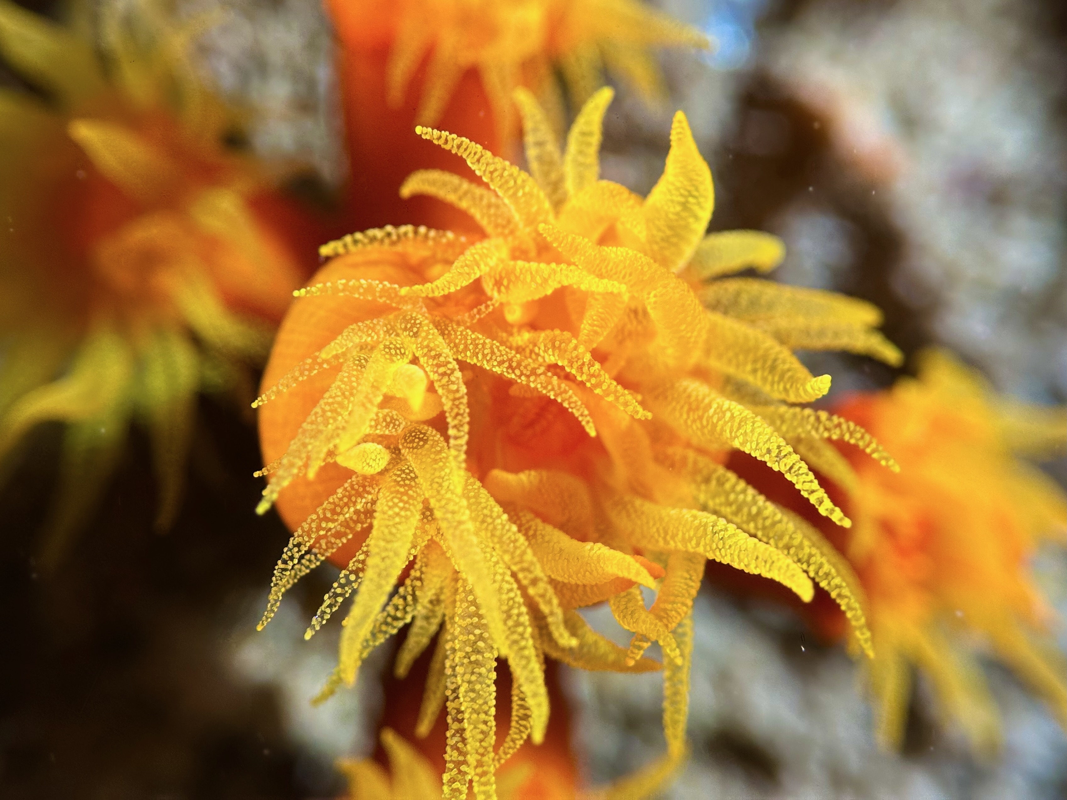Orange Cup Coral