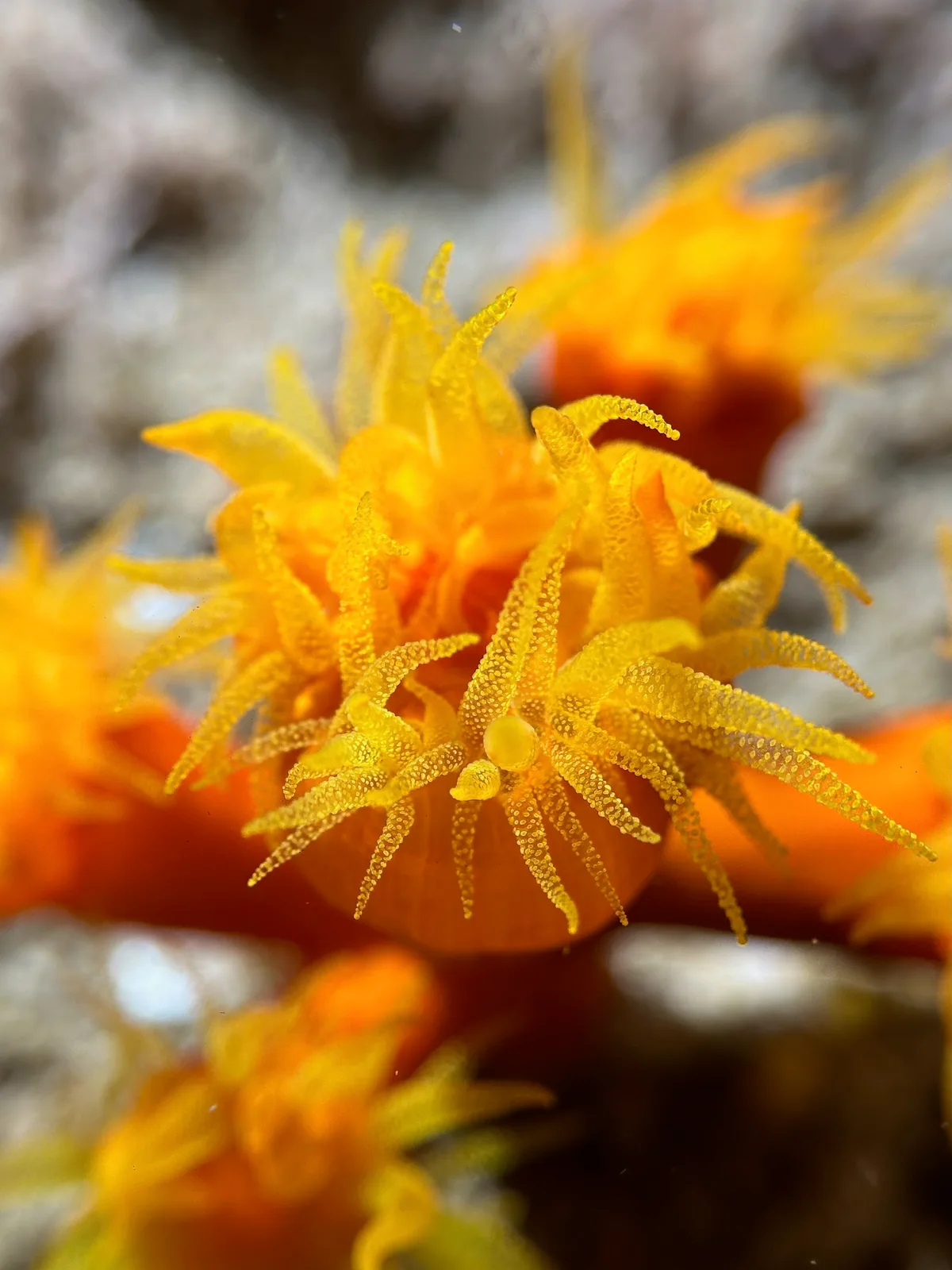 Orange Cup Coral