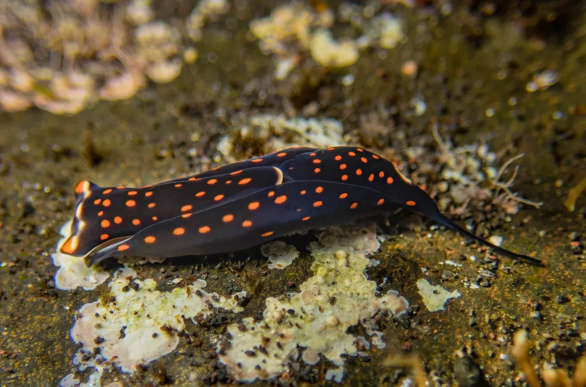 Biuve fulvipunctata