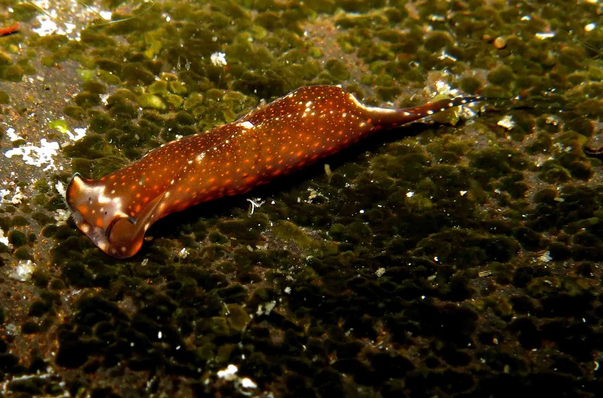 Biuve fulvipunctata