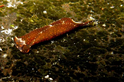 Biuve fulvipunctata
