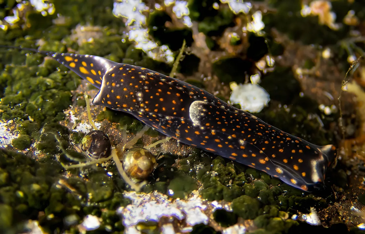Biuve fulvipunctata_
