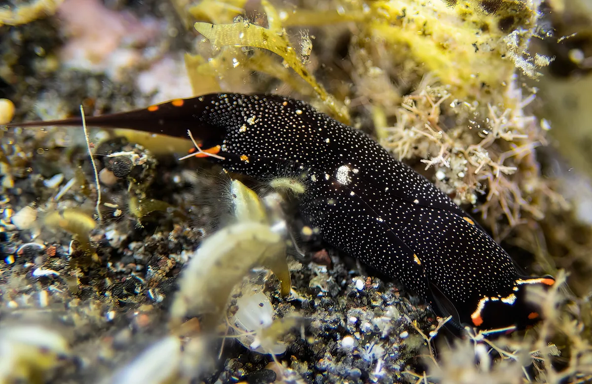 Biuve fulvipunctata