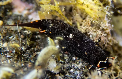 Biuve fulvipunctata