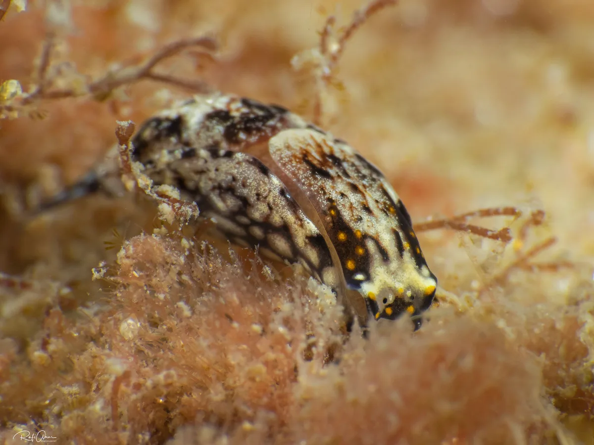 White-speckled Headshield Slug - Biuve fulvipunctata