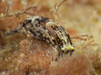 White-speckled Headshield Slug - Biuve fulvipunctata