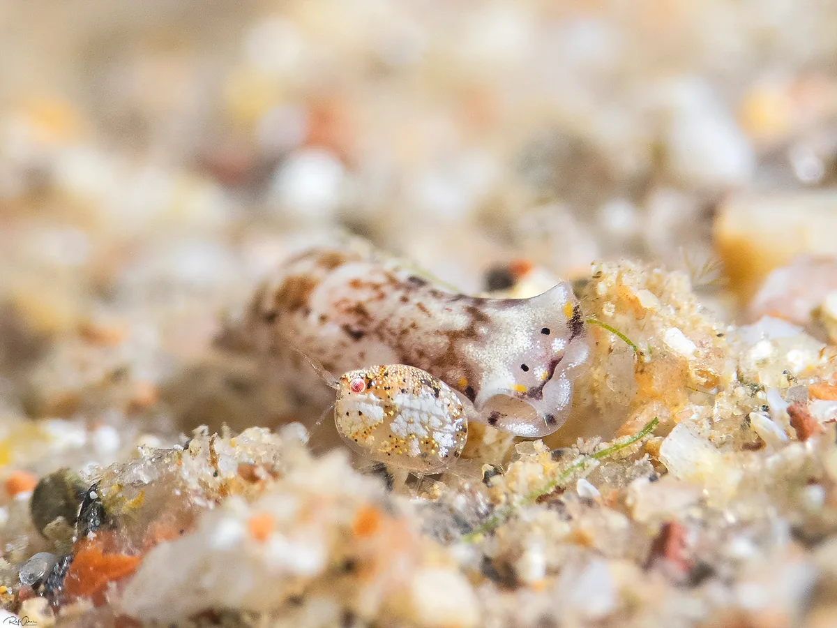 White-speckled Headshield - Biuve fulvipunctata