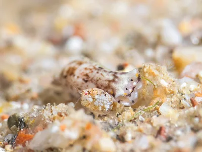 White-speckled Headshield - Biuve fulvipunctata