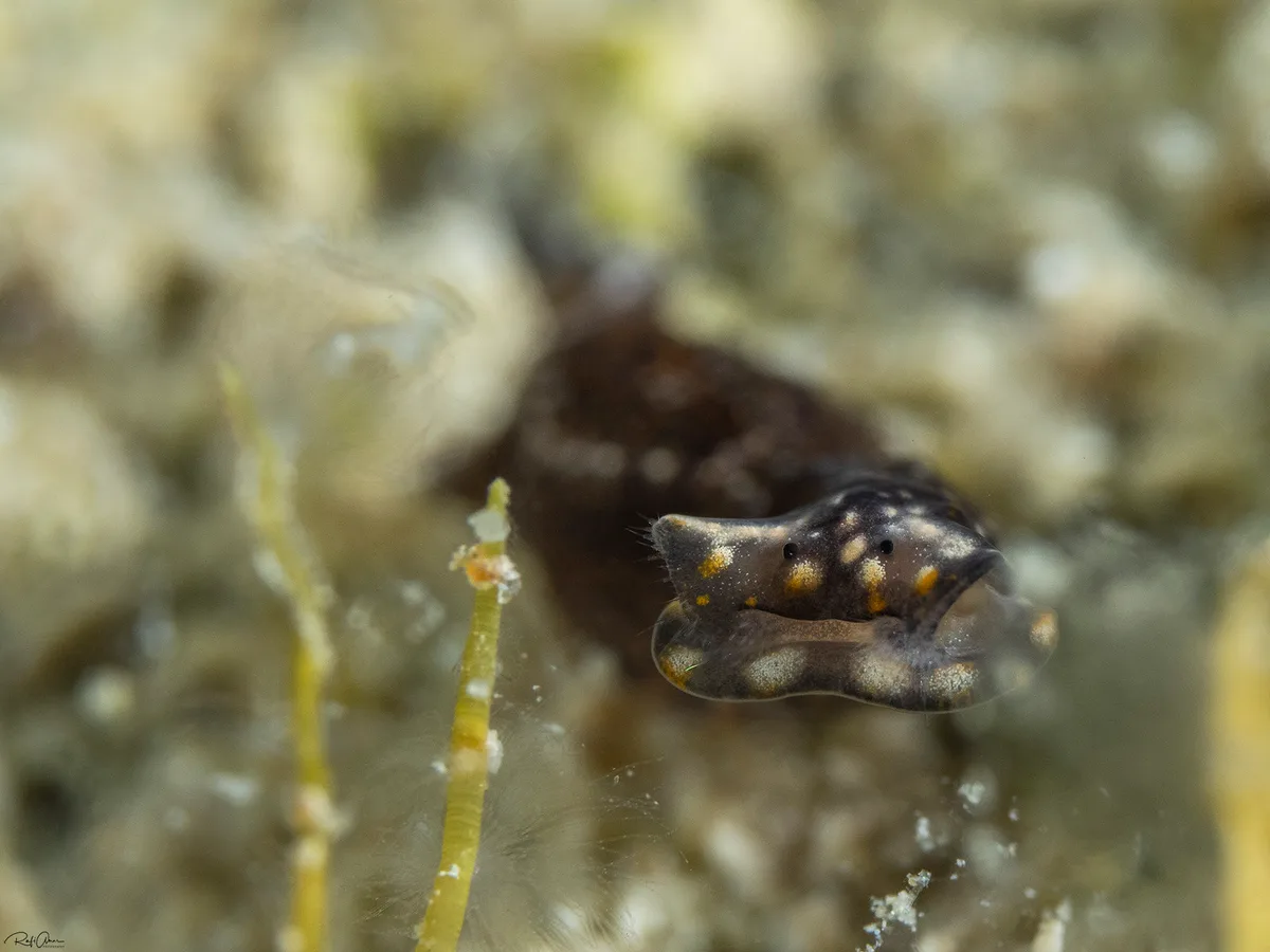 Biuve fulvipunctata - Chelidonura