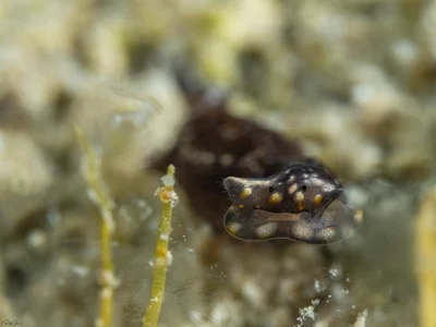 Biuve fulvipunctata - Chelidonura