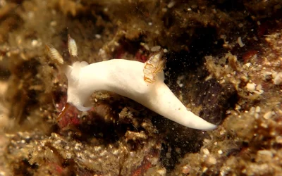 Trapania vitta