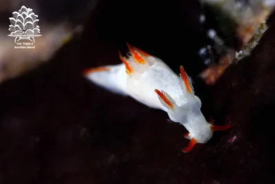 Trapania vitta, Romblon Island, Philippines
