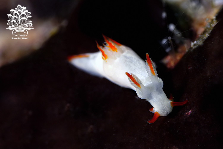 Trapania vitta, Romblon Island, Philippines
