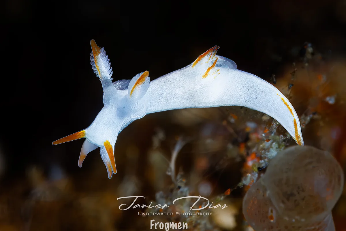 Trapania vitta. Tulamben. Bali.