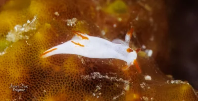 Trapania vitta. Tulamben. Bali.