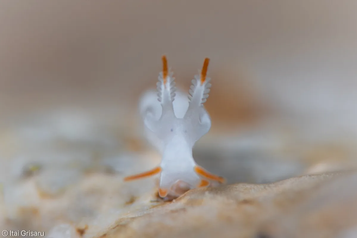 Trapania vitta - Red Sea, Southern District, IL