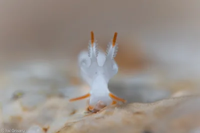 Trapania vitta - Red Sea, Southern District, IL