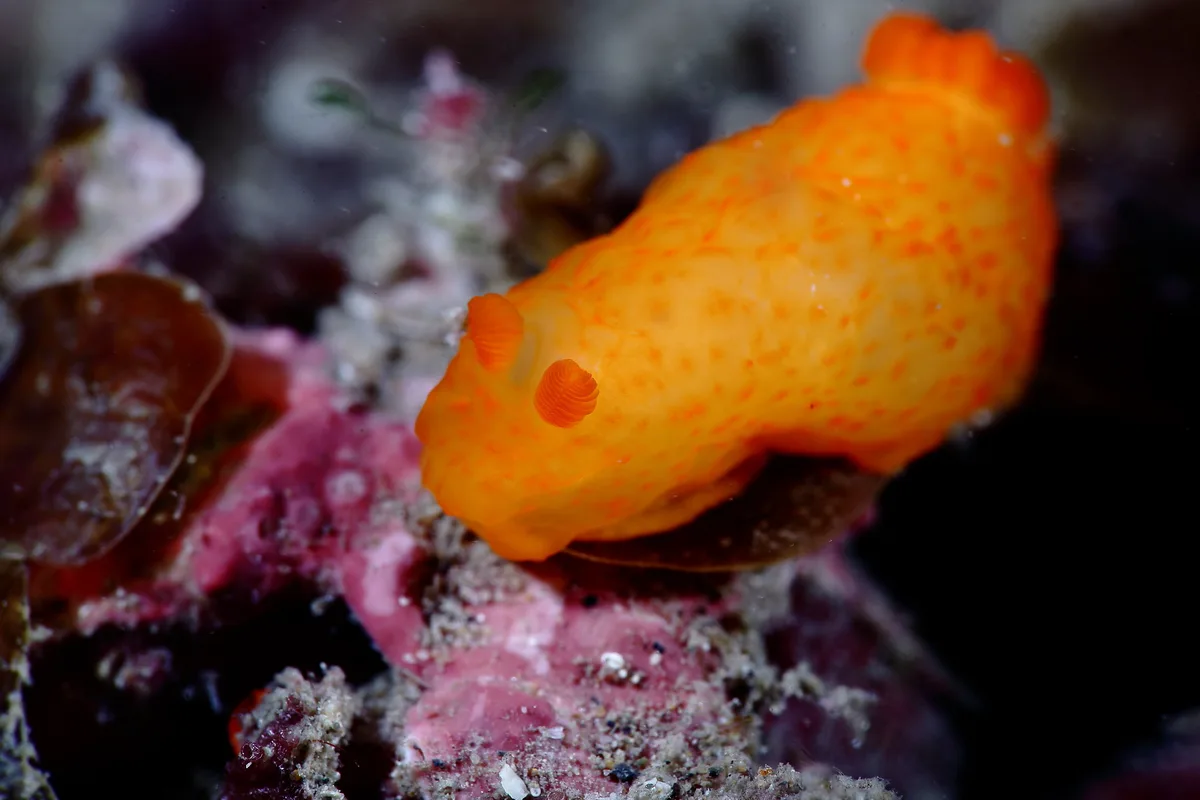 Gymnodoris inornata (?)