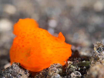 Orange Gymnodoris - Gymnodoris inornata