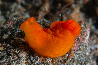 Gymnodoris inornata