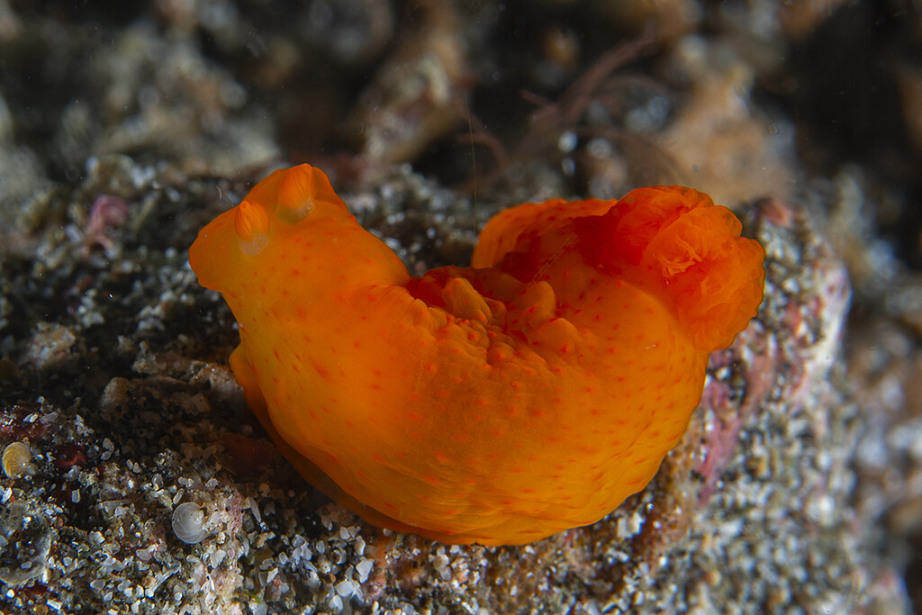 Gymnodoris inornata