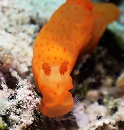 Gymnodoris inornata