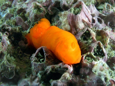 Gymnodoris inornata