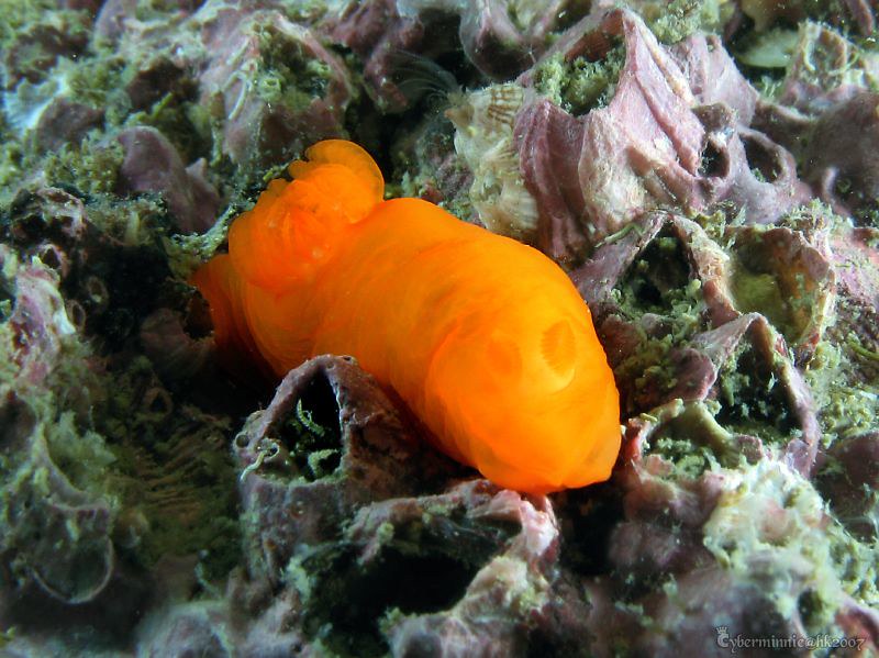 Gymnodoris inornata
