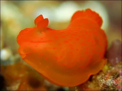 Nudibranch (Gymnodoris inornata)