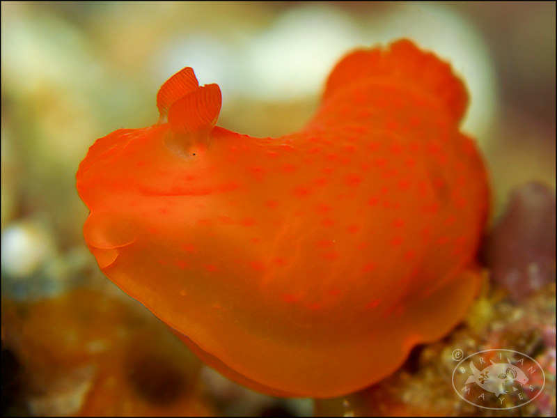 Nudibranch (Gymnodoris inornata)