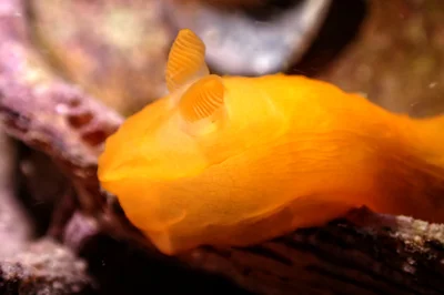 An Orange Nudibranch