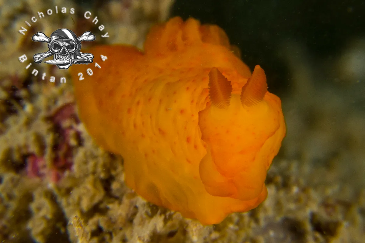P9222201 - Gymnodoris inornata