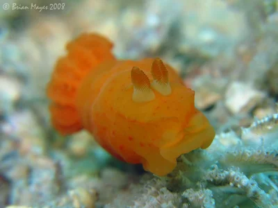 Inornate Gymnodoris (Gymnodoris inornata)