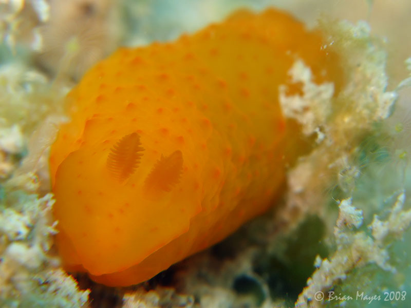 Inornate Gymnodoris (Gymnodoris inornata)