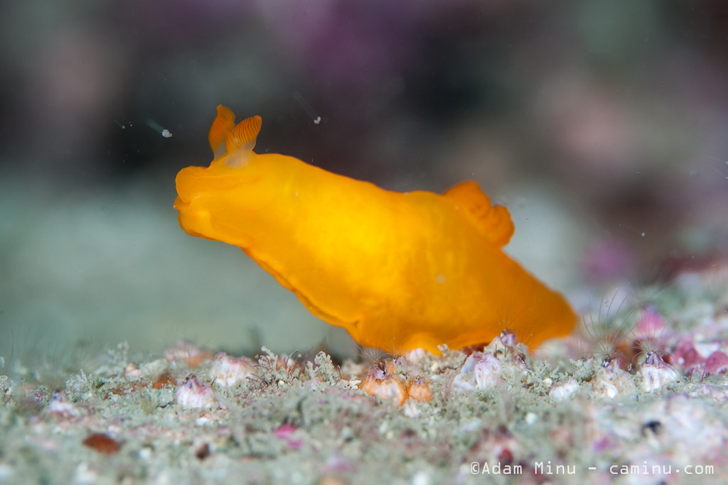 Gymnodoris inornata in detection mode