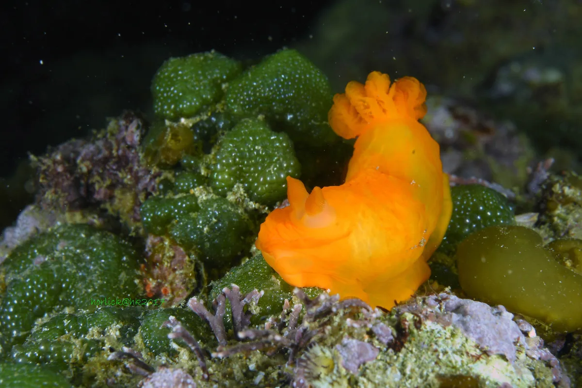 Gymnodoris inornata_hk2017