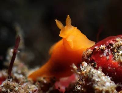 Gymnodoris inornata on the prowl