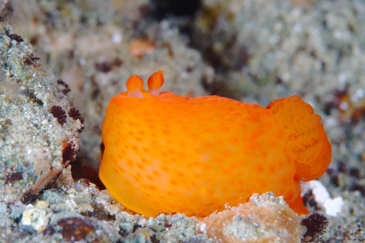 Nudibranch