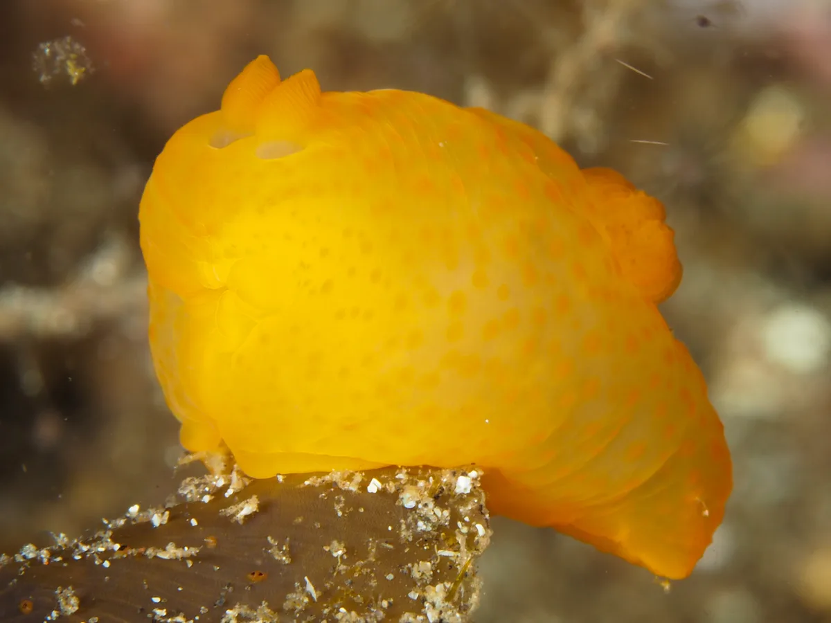 Gymnodoris inornata - Desa Wolwal, Wolwal, Kec. Alor Barat Daya, Kabupaten Alor, Nusa Tenggara Tim., Indonesia