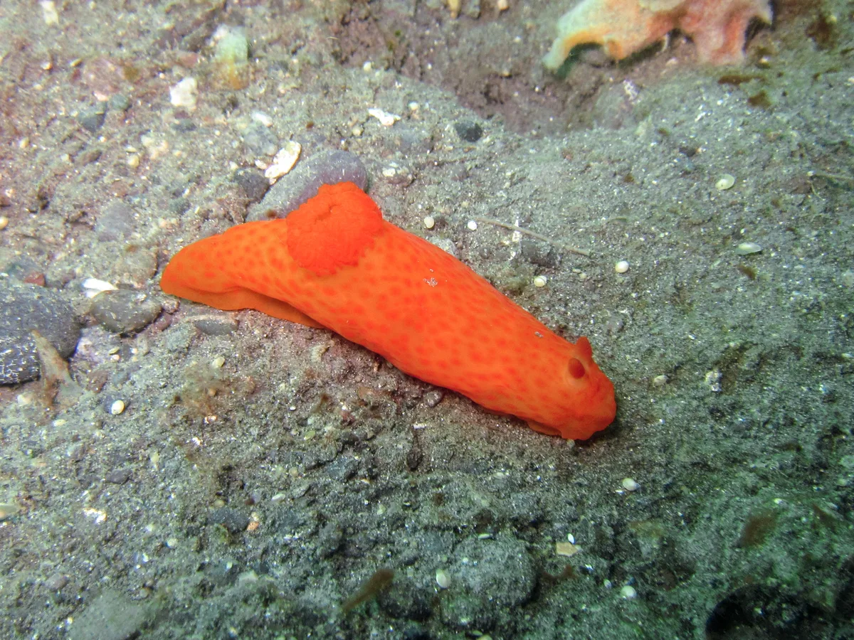 Gymnodoris inornata - Batanta, Indonesia