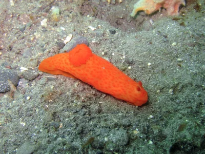 Gymnodoris inornata - Batanta, Indonesia