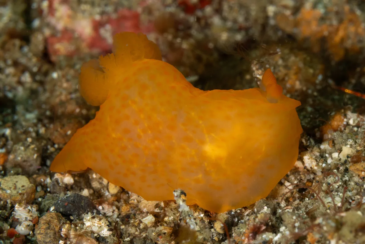 Gymnodoris inornata - Lembeh Strait, Indonesia