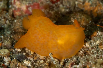 Gymnodoris inornata - Lembeh Strait, Indonesia