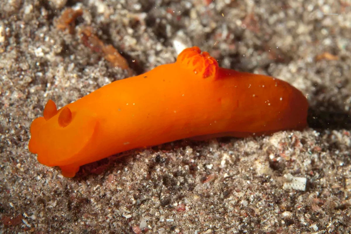 Gymnodoris inornata - Tolok Lohsera, West Manggarai Regency, East Nusa Tenggara, Indonesia