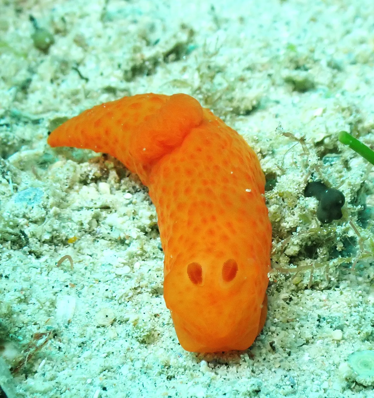 Gymnodoris inornata - Big La Laguna Beach, Sabang, Puerto Galera, 5203 Oriental Mindoro, Philippines