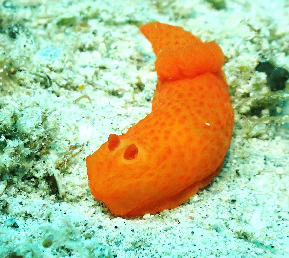 Gymnodoris inornata - Big La Laguna Beach, Sabang, Puerto Galera, 5203 Oriental Mindoro, Philippines
