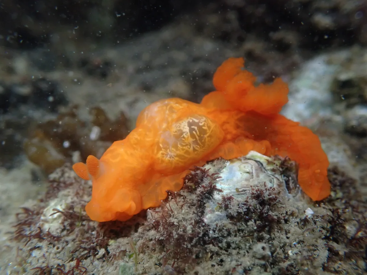 Gymnodoris inornata - Hong Kong