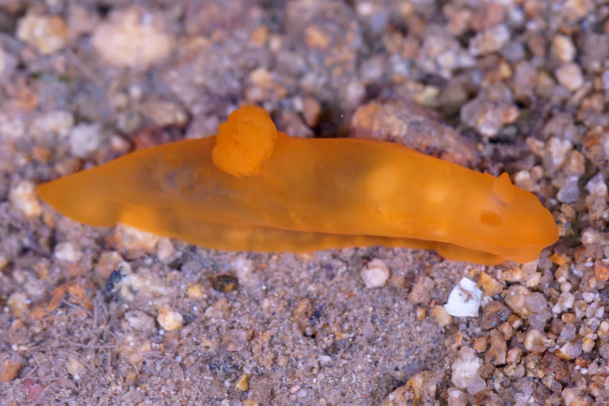 Gymnodoris inornata - Quanzhou, CN-FJ, CN