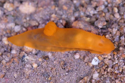Gymnodoris inornata - Quanzhou, CN-FJ, CN