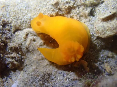 Gymnodoris inornata - Golf Course